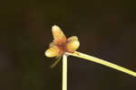 American halfchaff sedge